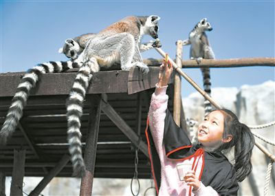 小學(xué)生與環(huán)尾狐猴互動。張進剛攝